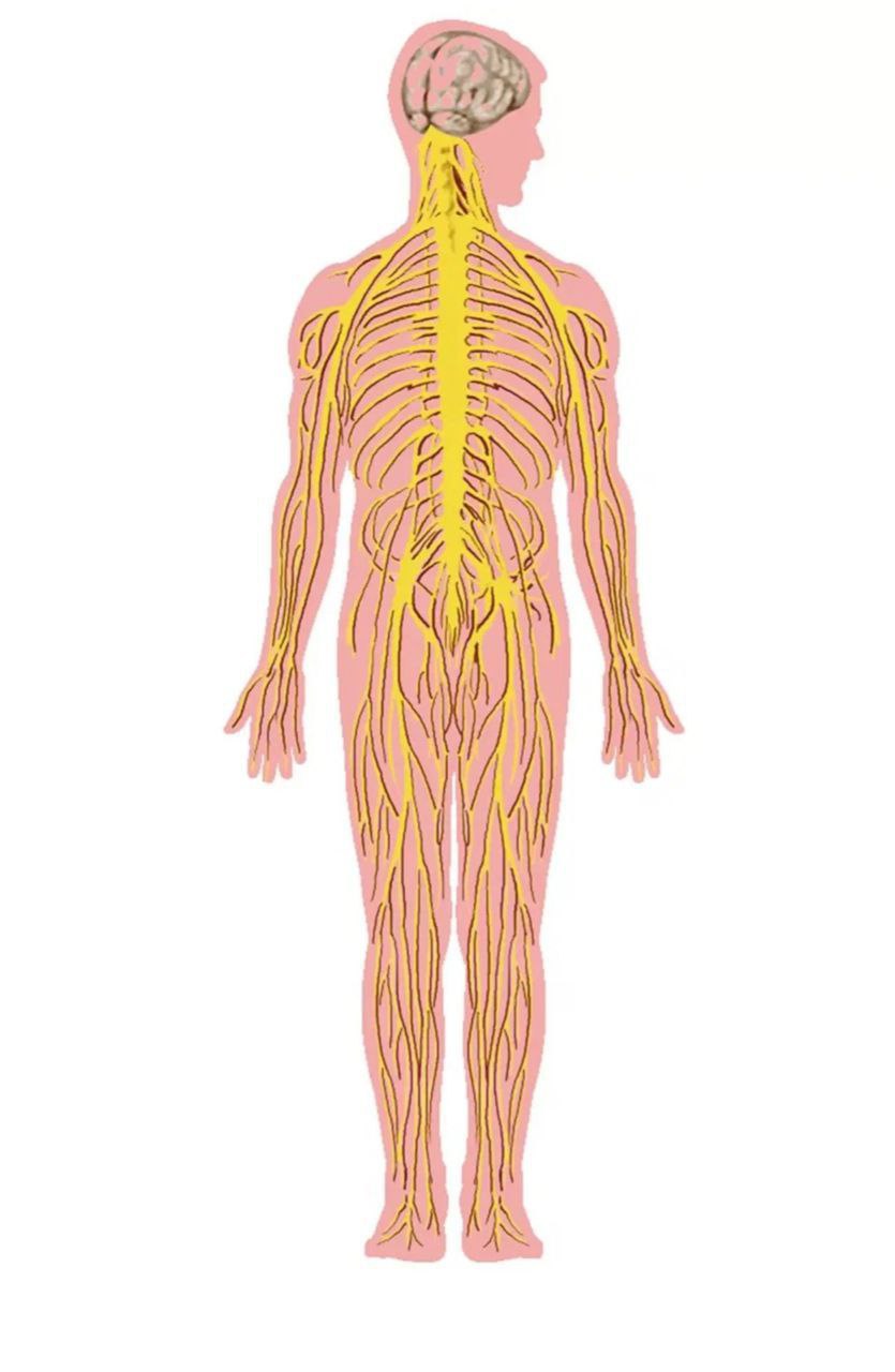 Фасциальные техники для снятия боли и реабилитации - Услуги в Хабаровск