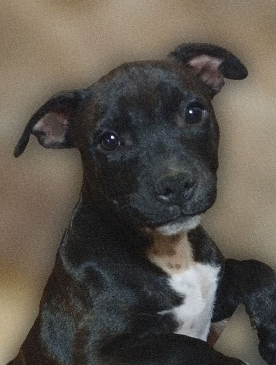 Стаффордширский бультерьер мальчик 4 месяца - частное объявление в Новороссийск