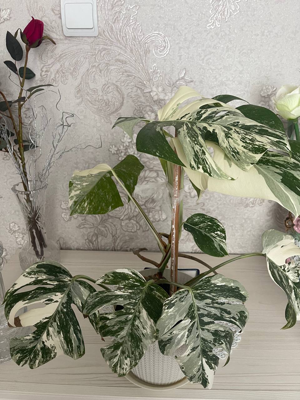 Продам Монстера Альба - частное объявление в Братск