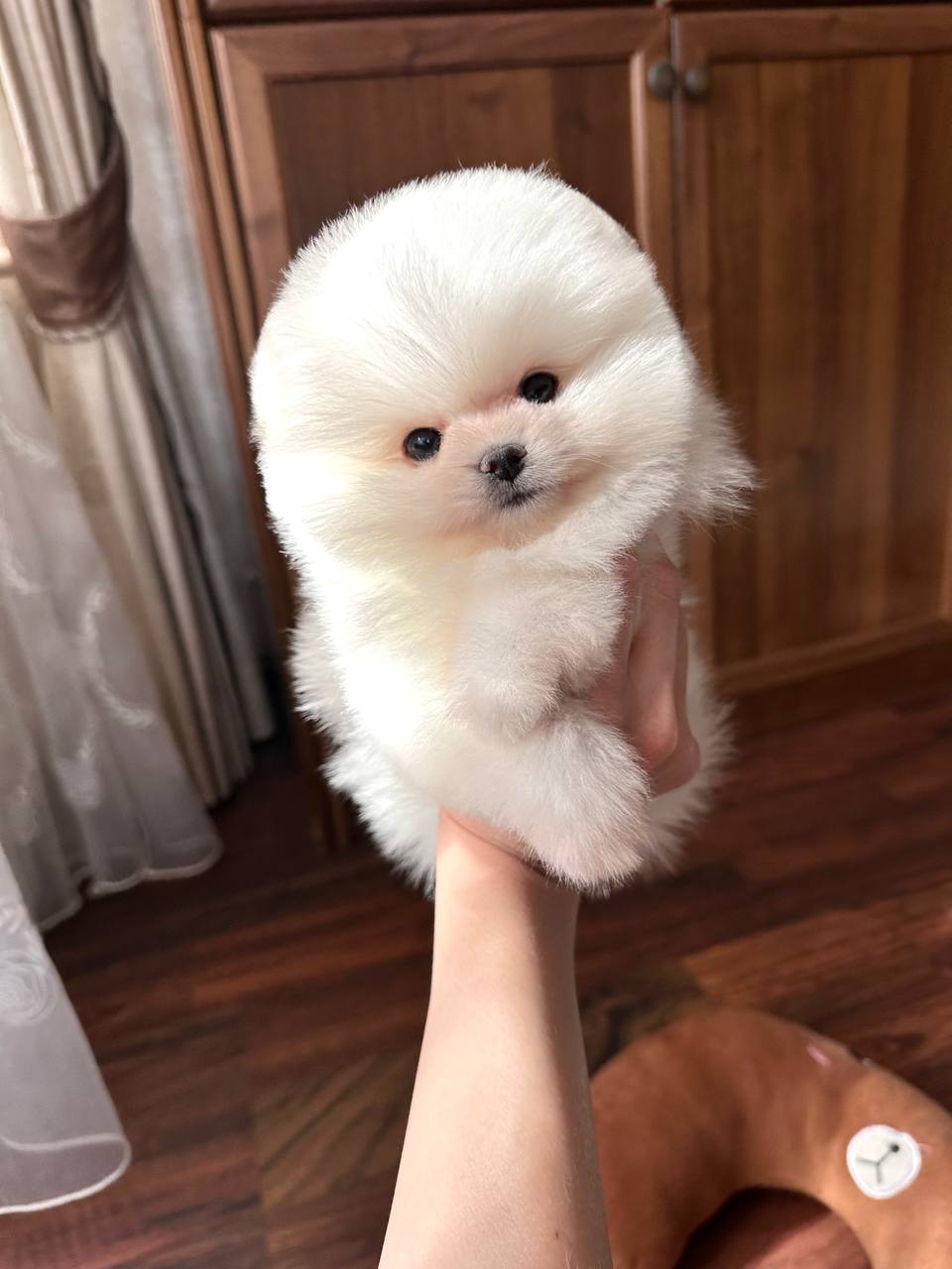 Померанский Шпиц девочка 3 мес - Животные в Уфа