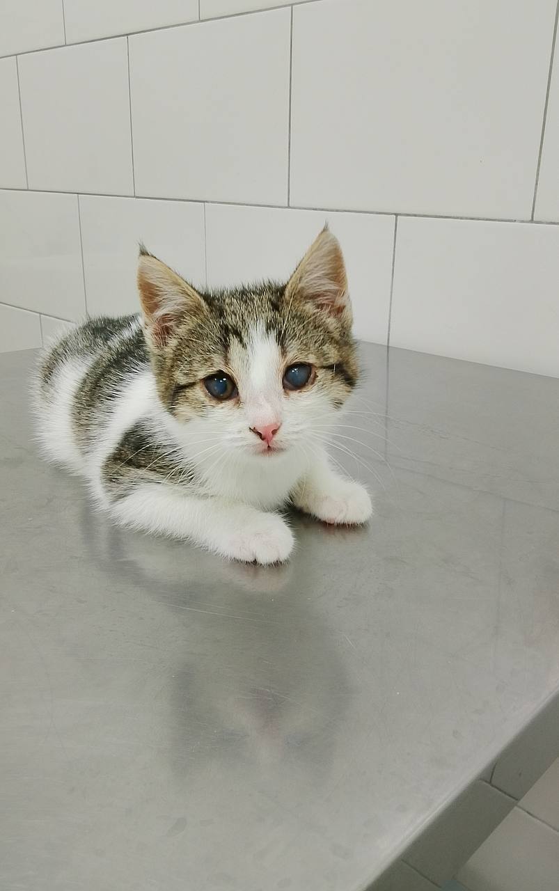 Сбор средств на лечение и пристройство котят с стройки - Животные в Москва