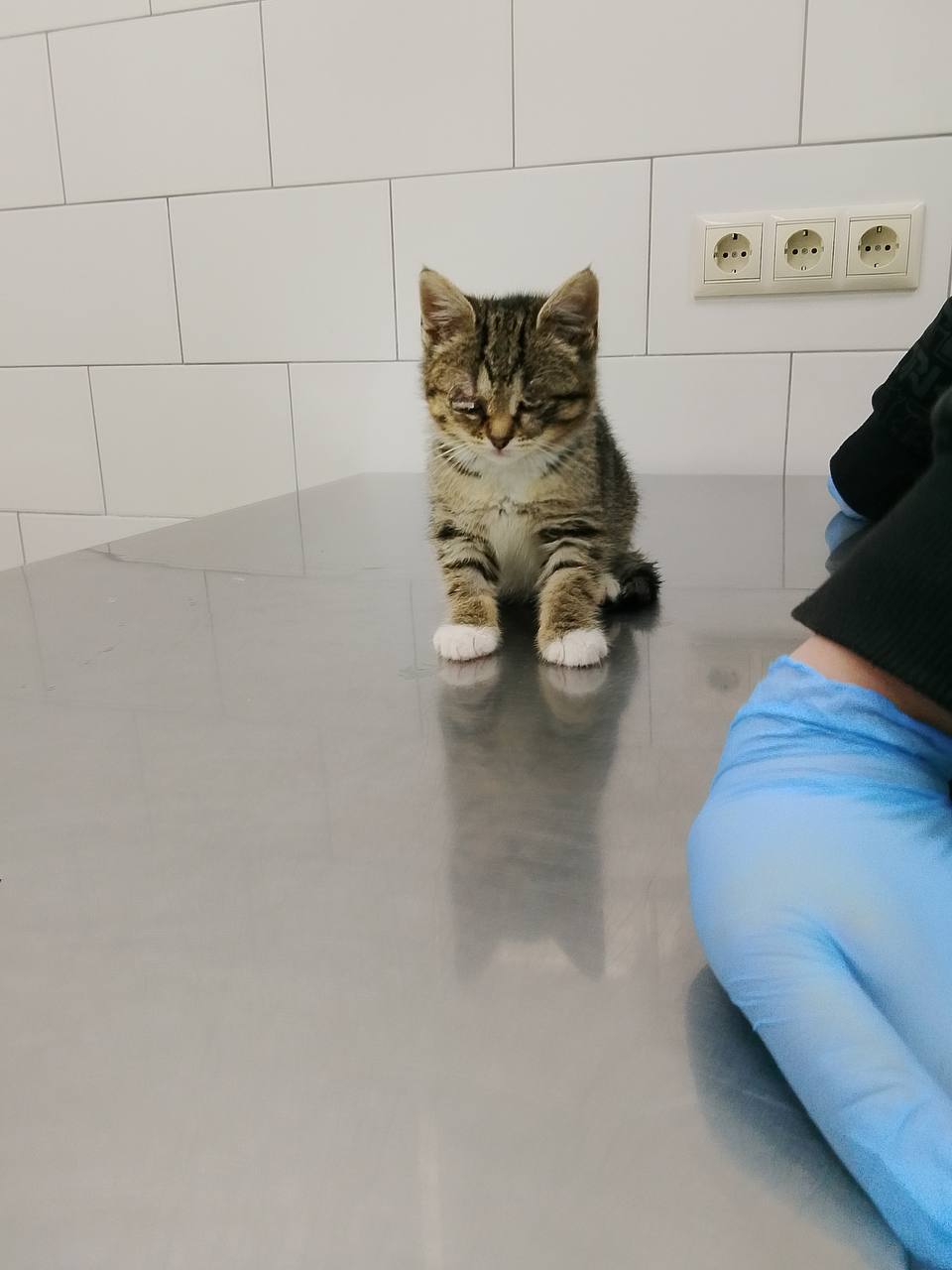 Сбор средств на лечение и пристройство котят с стройки - Животные в Москва - фото 2