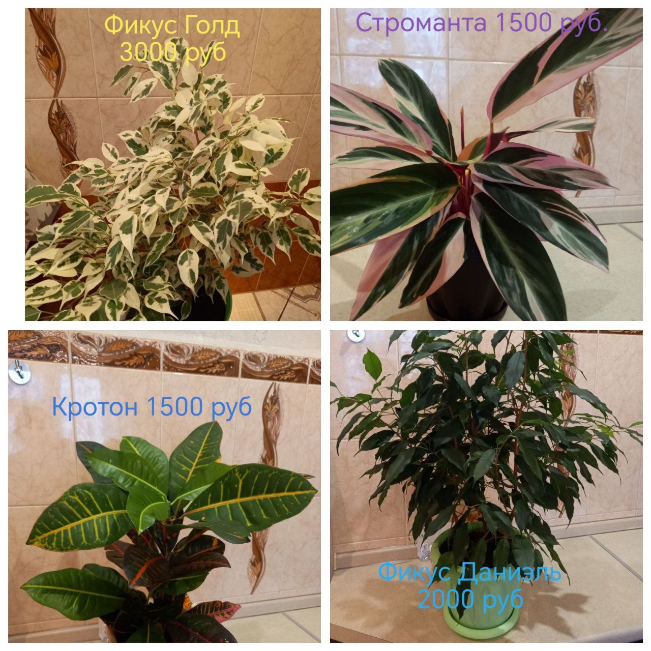 Продам - частное объявление в Красноярск