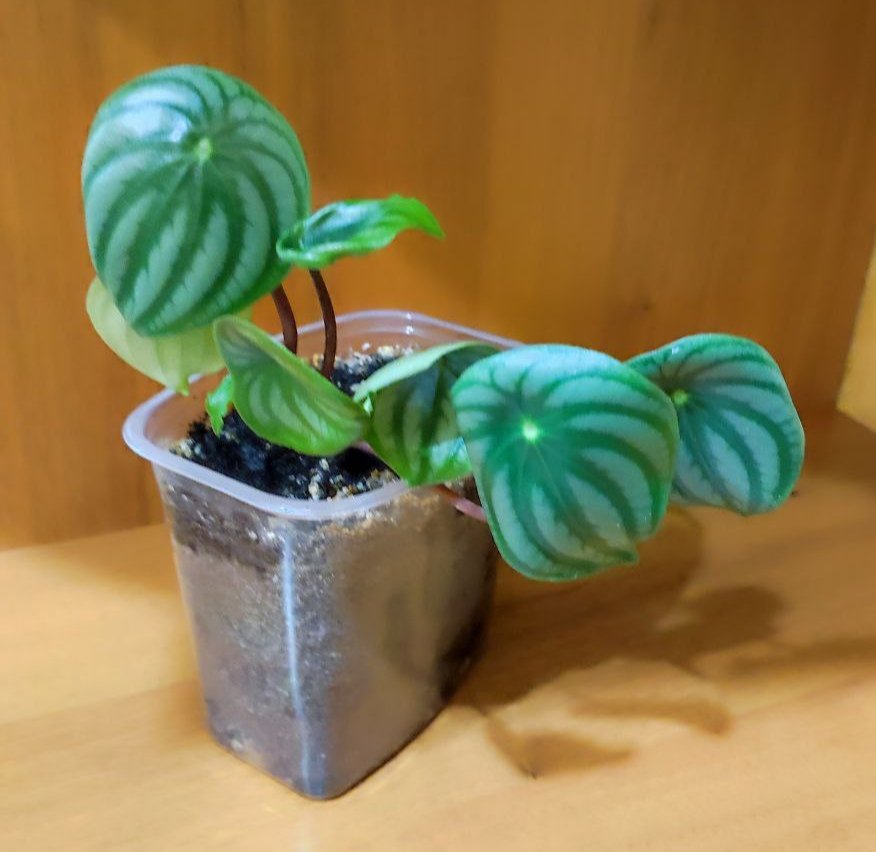 Продам комнатные растения - Хобби и отдых в Красноярск