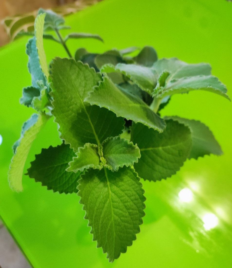 Продам комнатные растения - Хобби и отдых в Красноярск - фото 2