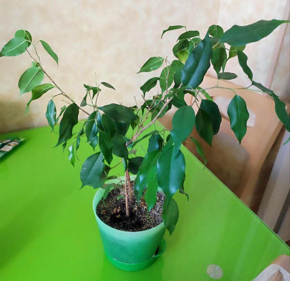 Продам комнатные растения - Хобби и отдых в Красноярск - фото 3