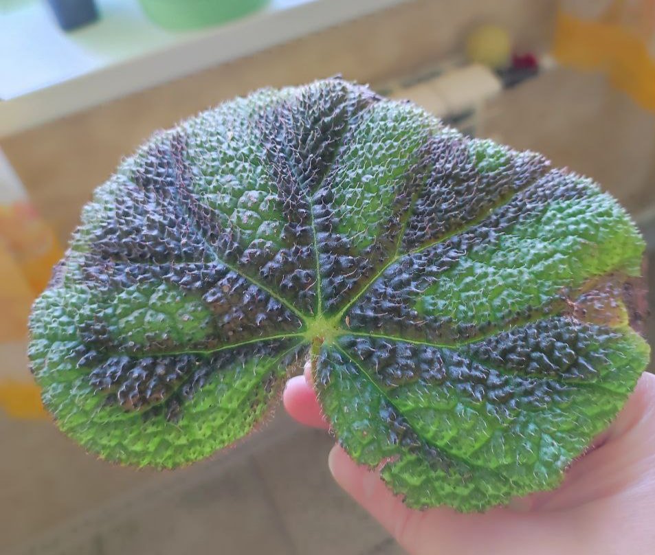 Продам комнатные растения - Хобби и отдых в Красноярск - фото 4