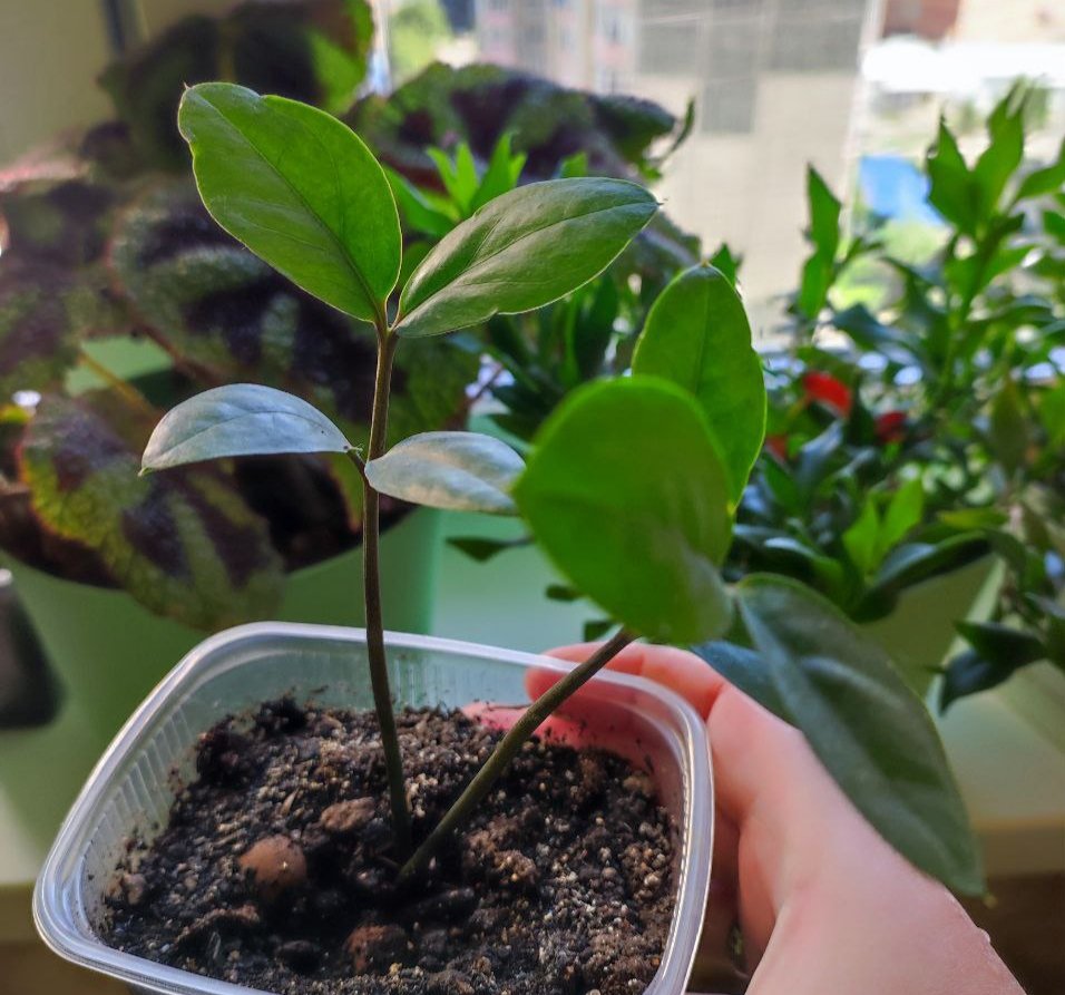 Продам комнатные растения - Хобби и отдых в Красноярск - фото 5