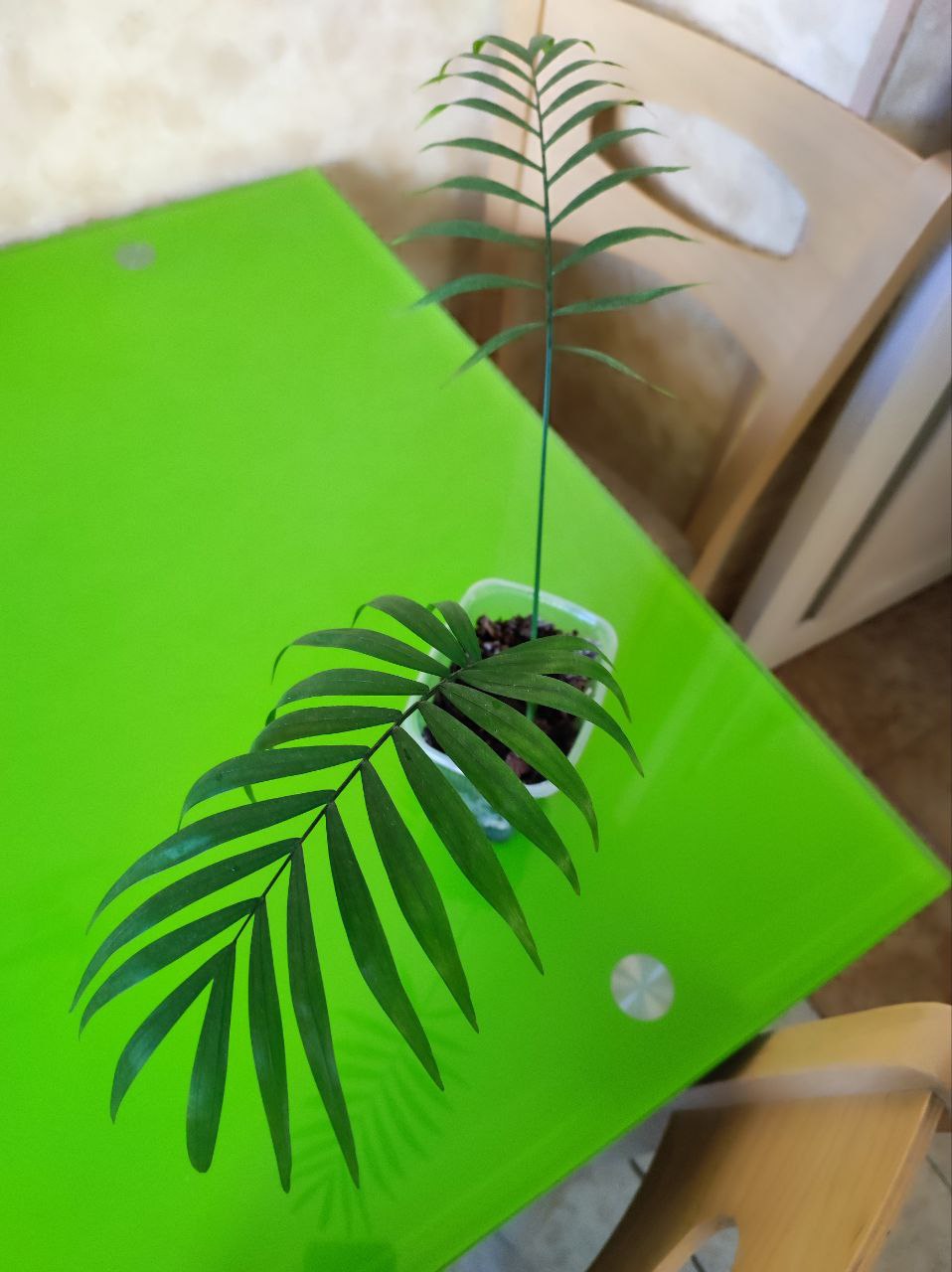 Продам комнатные растения - Хобби и отдых в Красноярск - фото 6