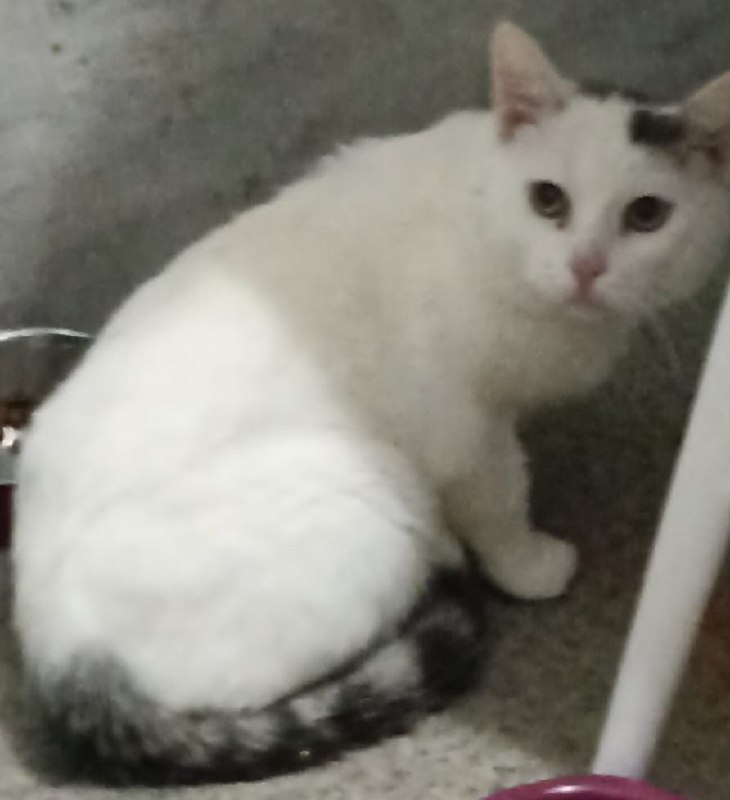 Кот Маркус ищет дом - Животные в Красноярск