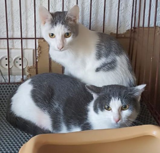 Братик с сестренкой 9 месяцев пристраиваются в добрые руки - Животные в Красноярск