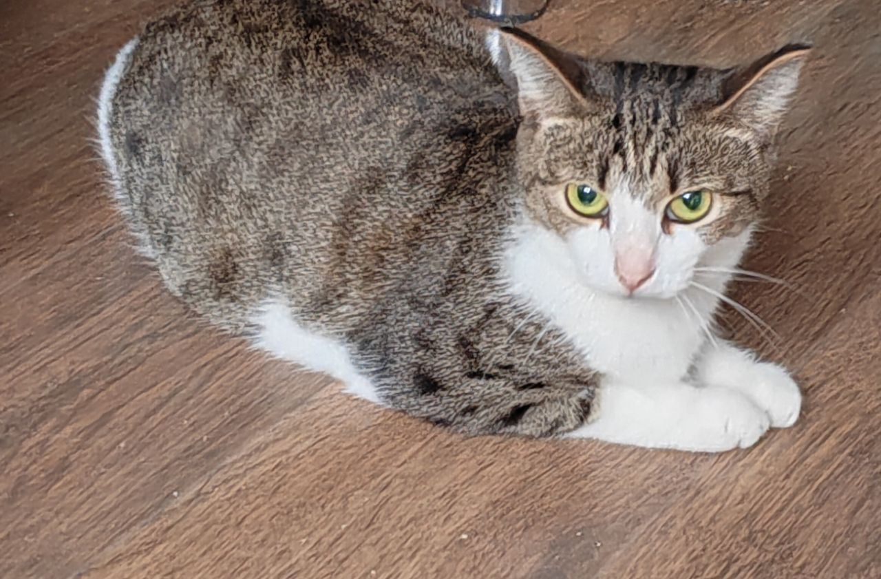 Молодая кошечка Тося пристраивается в добрые руки - Животные в Красноярск