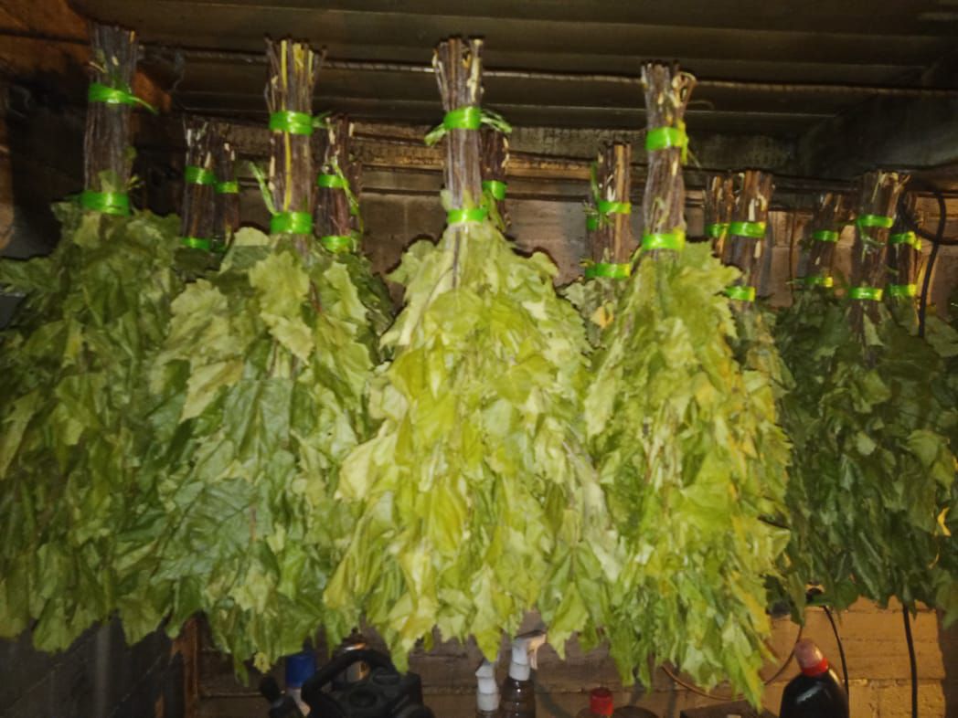 Продам берёзовые веники для бани - Хобби и отдых в Томск