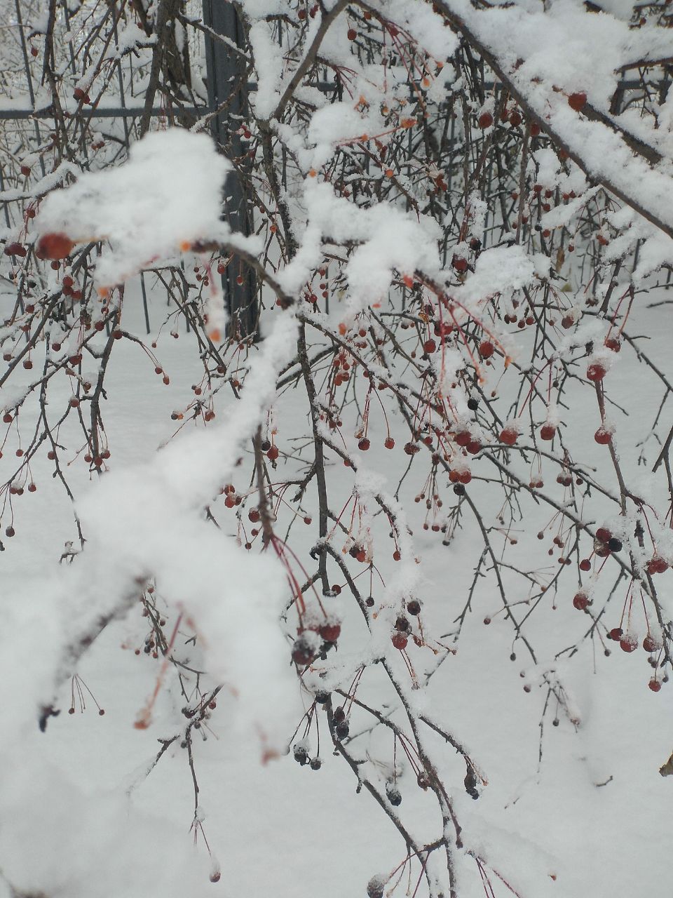 Ботаническое чаепитие с витаминными чаями - Услуги в Томск