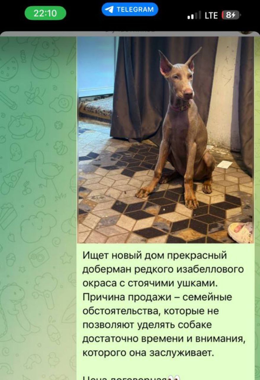 Вакансия от Олеся - частное объявление в Иркутск