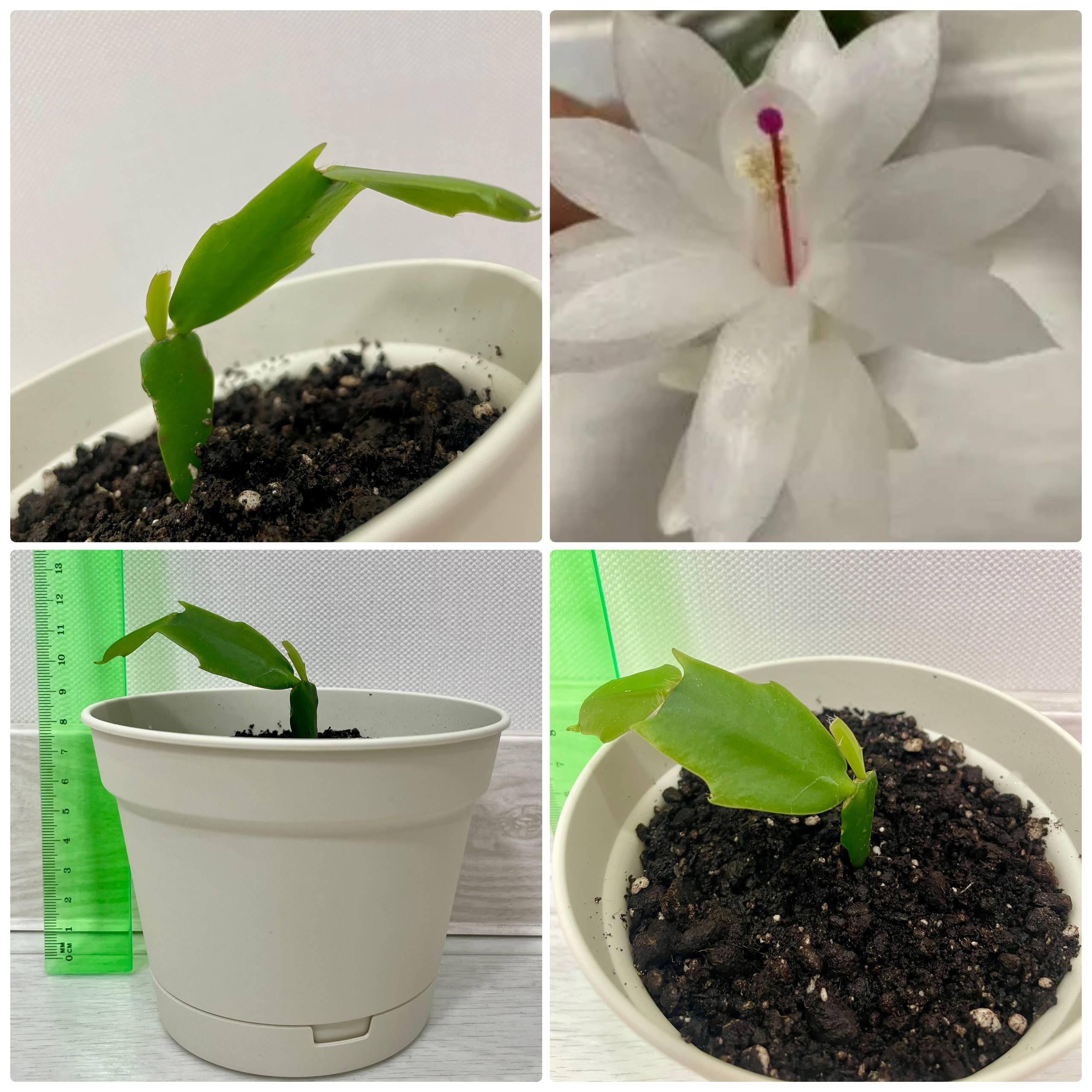 Декабрист белые цветки - Хобби и отдых в Сургут