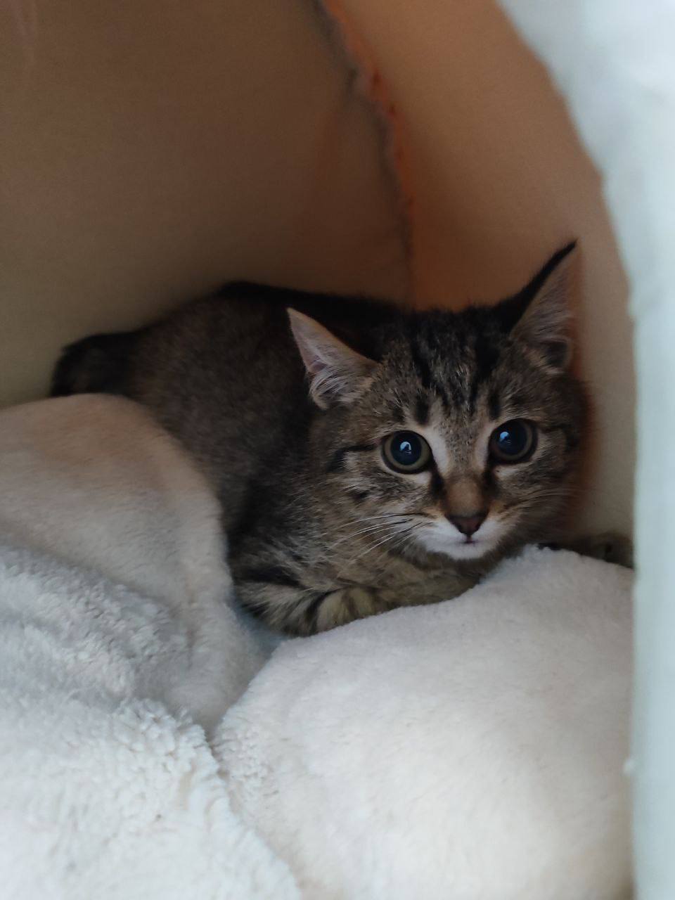 Малышка Мисси ищет свою семью - Животные в Сургут