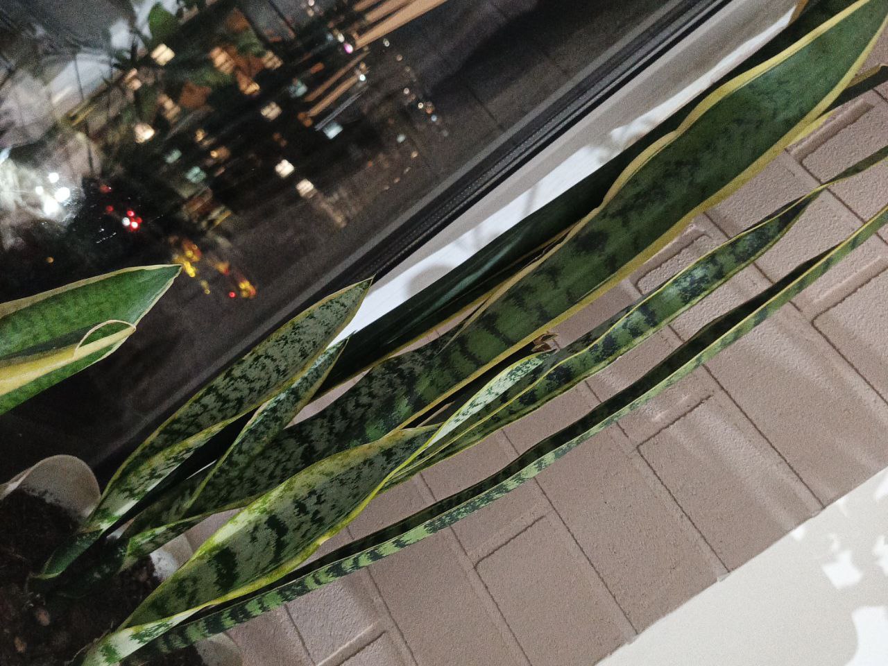 Сансевиерия Лауренти высокорослая - Для дома и дачи в Сургут