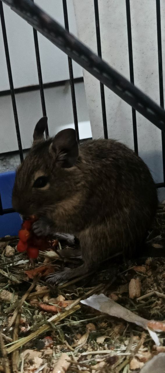 Чилийская белочка Дэгу ручная - частное объявление в Сургут