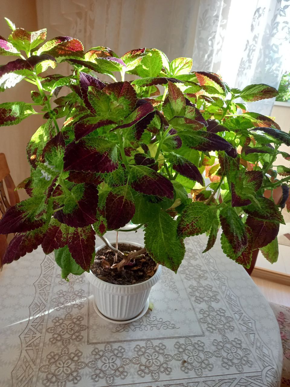 Продажа комнатных растений - Хобби и отдых в Сургут