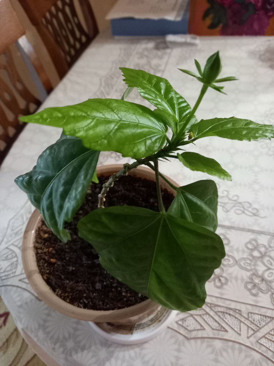 Продажа комнатных растений - Хобби и отдых в Сургут - фото 2