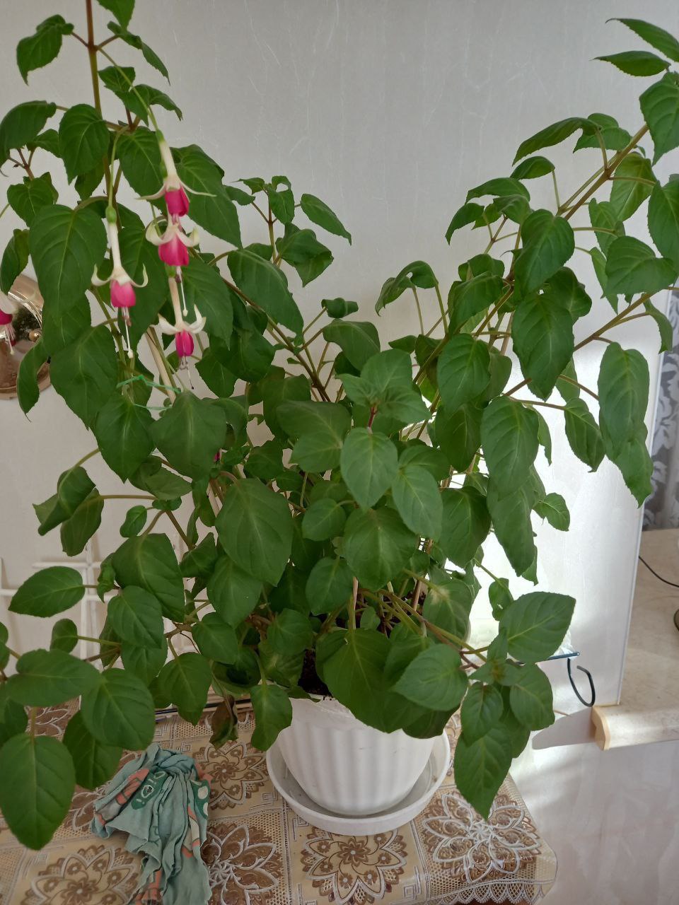 Продажа комнатных растений - Хобби и отдых в Сургут - фото 3