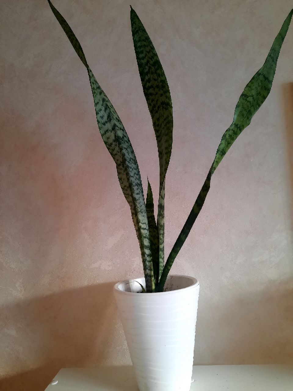 Сансивьерия - Для дома и дачи в Сургут
