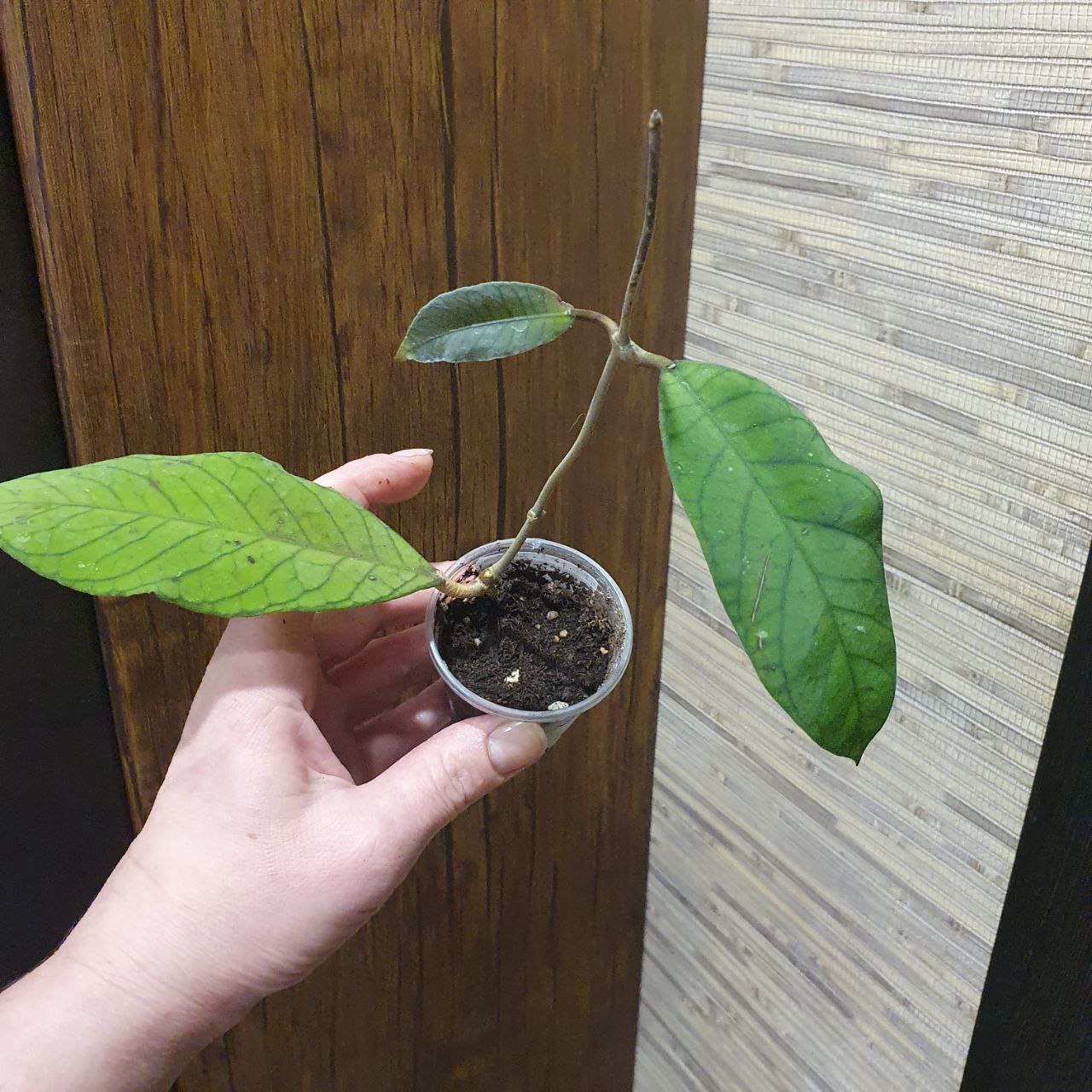 Хойя Сабах 961 - Хобби и отдых в Сургут