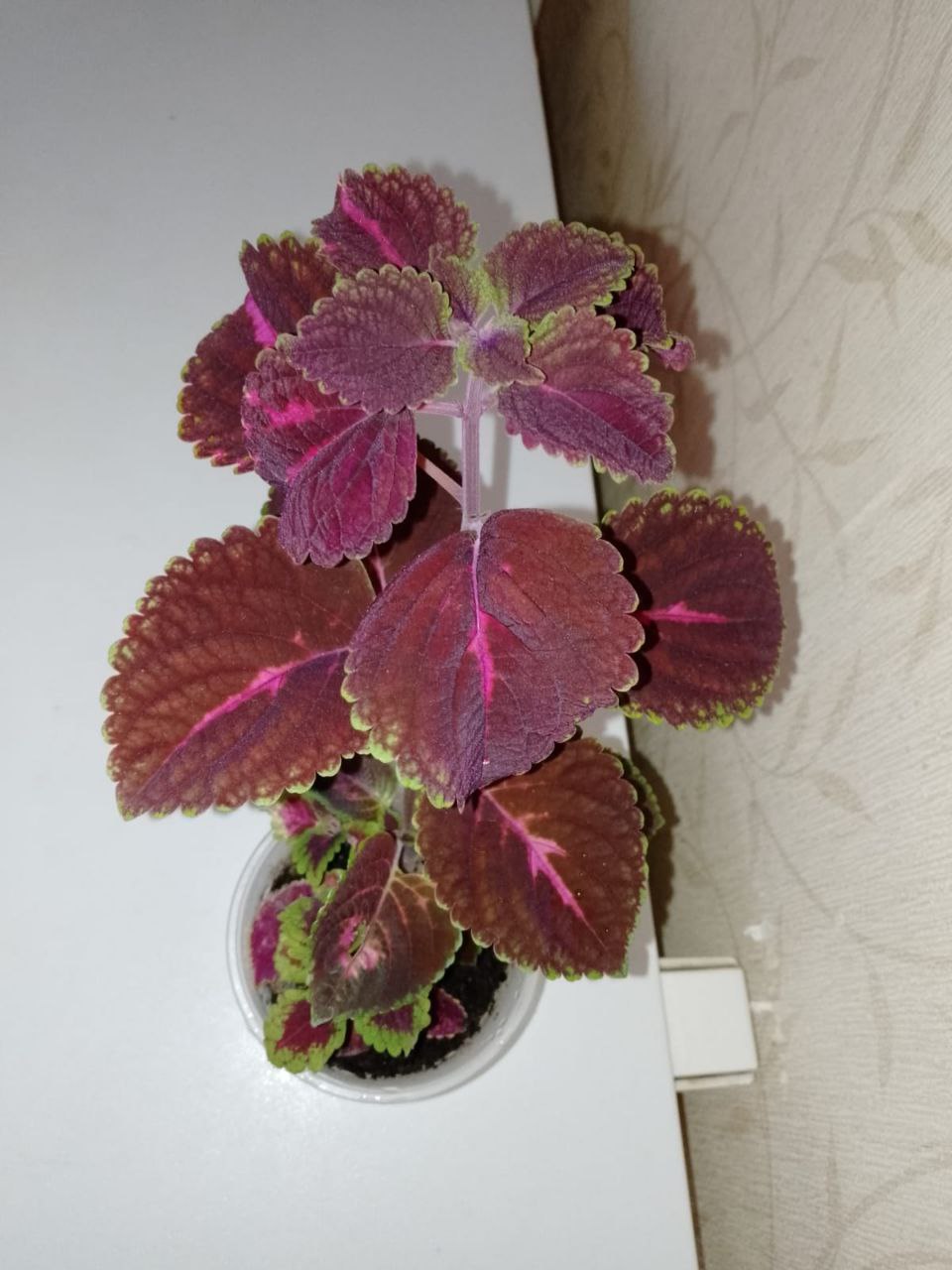 Продам отростки с корешками - Хобби и отдых в Стрежевой