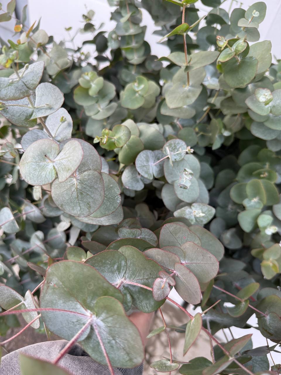 Свежий эвкалипт разных сортов - Хобби и отдых в Краснодар