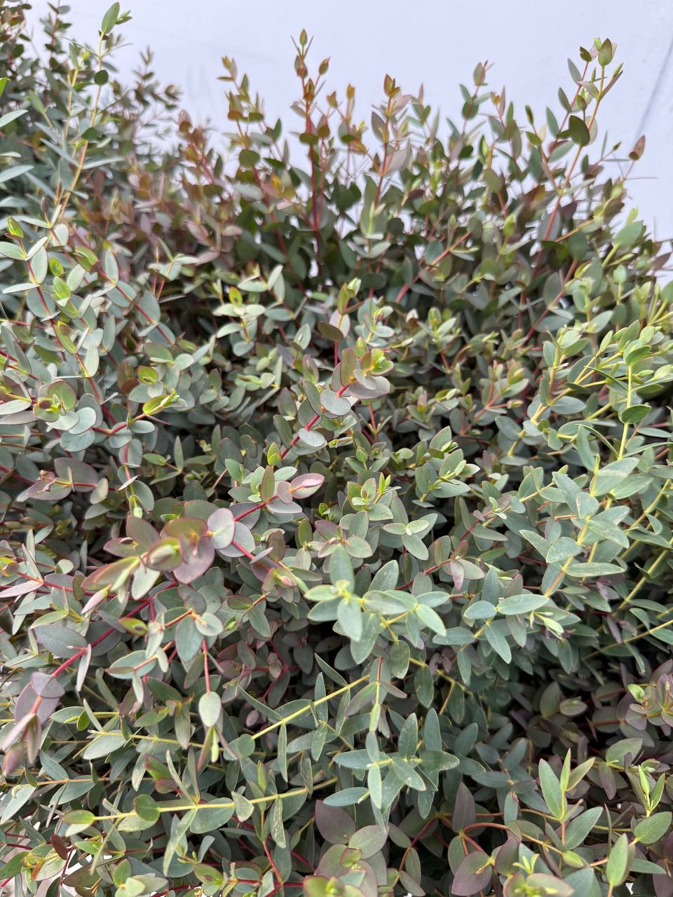 Свежий эвкалипт разных сортов - Хобби и отдых в Краснодар - фото 2