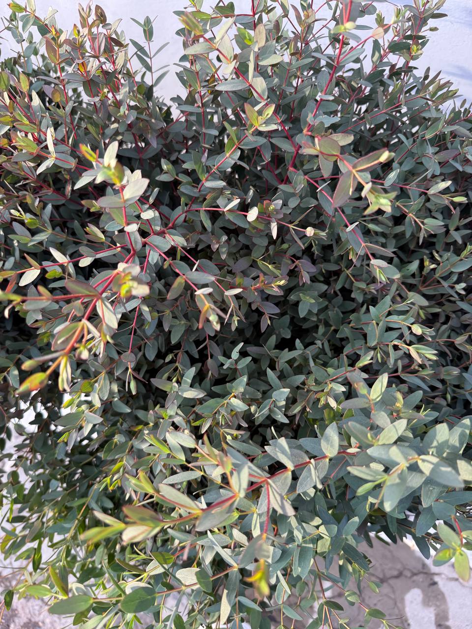 Свежий эвкалипт разных сортов - Хобби и отдых в Краснодар - фото 3