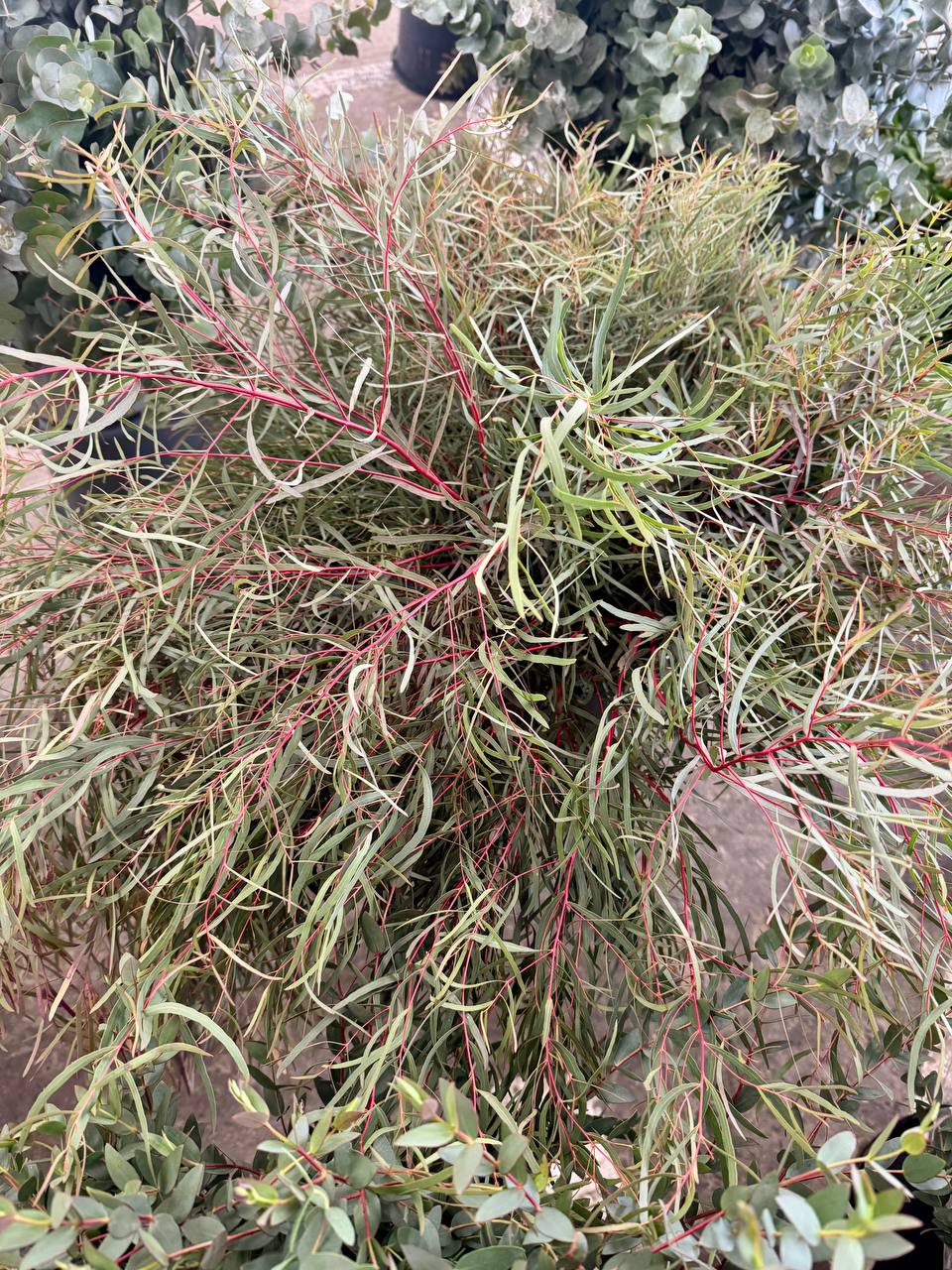 Свежий эвкалипт разных сортов - Хобби и отдых в Краснодар - фото 4