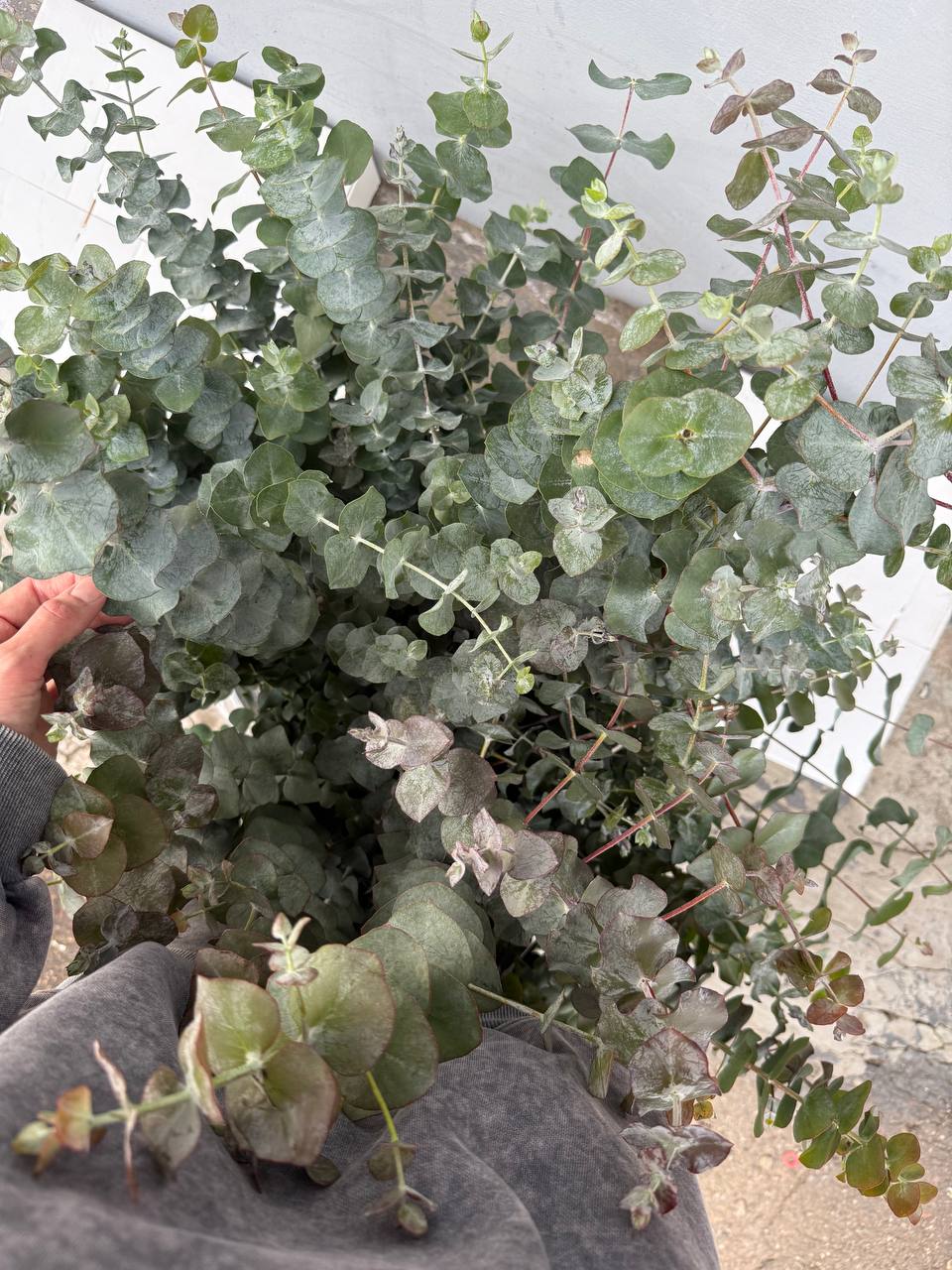 Свежий эвкалипт разных сортов - Хобби и отдых в Краснодар - фото 5