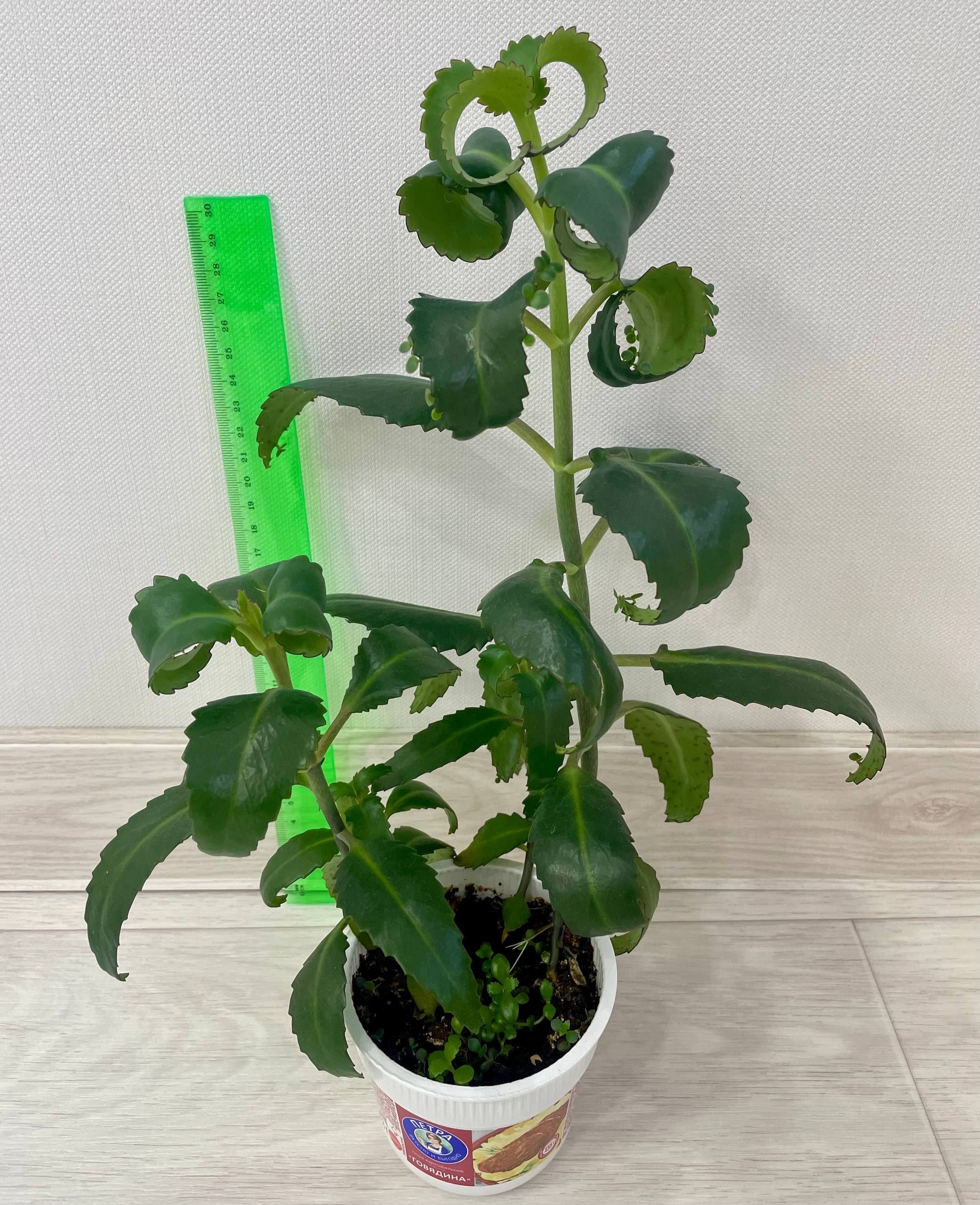 Каланхоэ Дегремона - частное объявление в Сургут