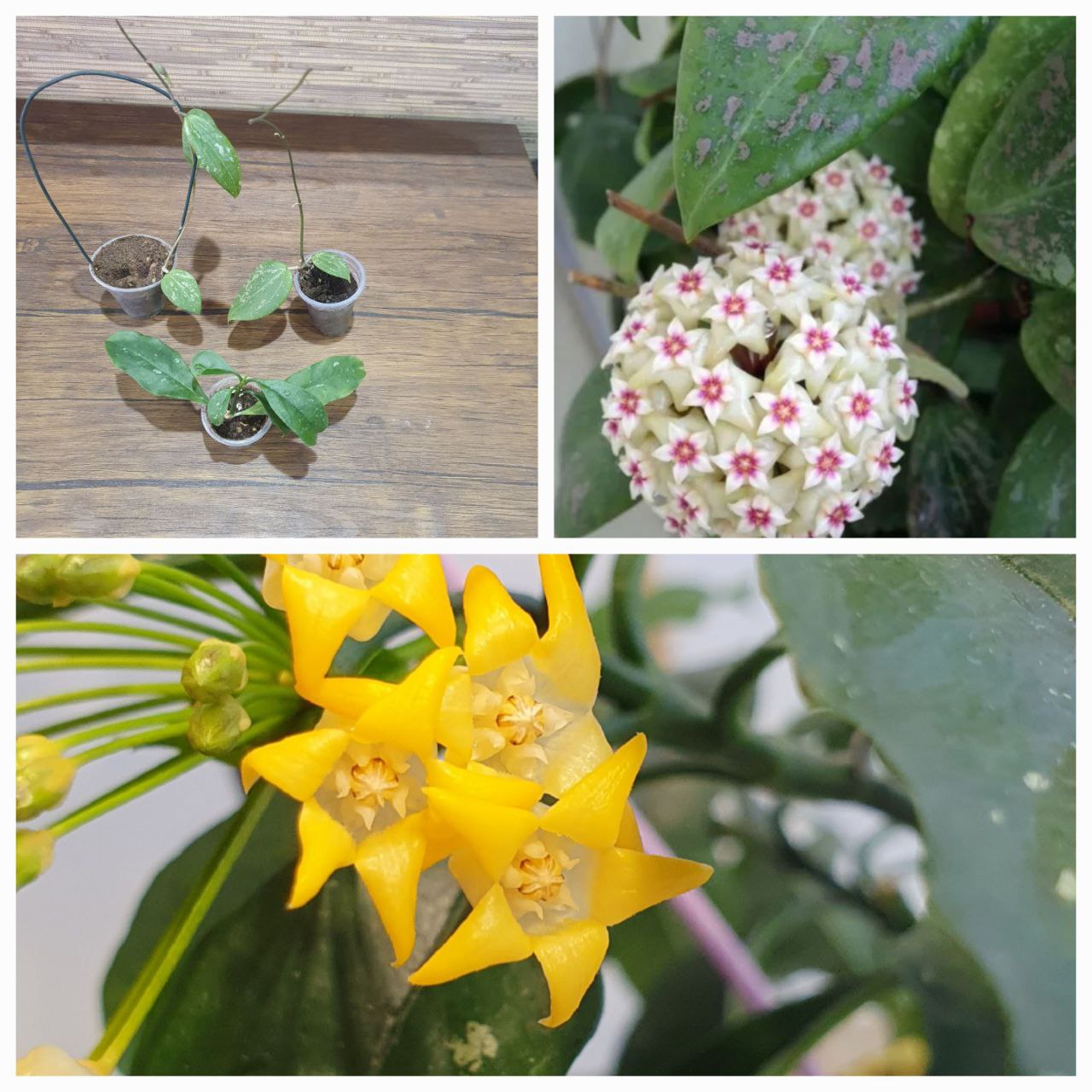 Укоренённые черенки хойи - Хобби и отдых в Сургут