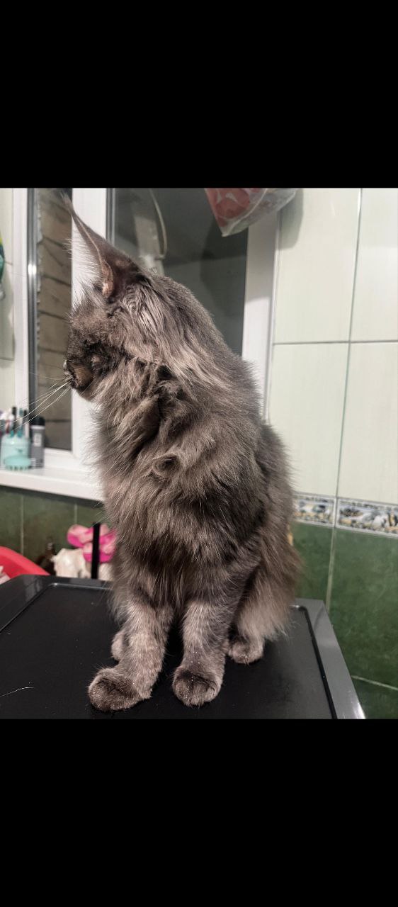 Отдам в добрые руки мейн-кун кошку - частное объявление в Сочи