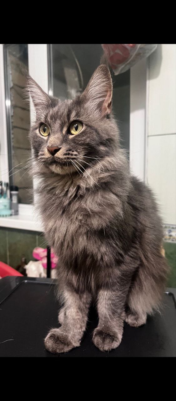 Отдам в добрые руки мейн-кун кошку - Животные в Сочи - фото 3