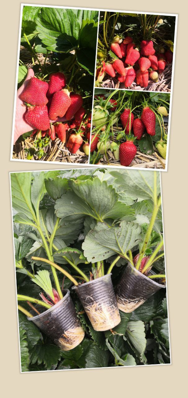 Рассада клубники Азия - Хобби и отдых в Краснодар