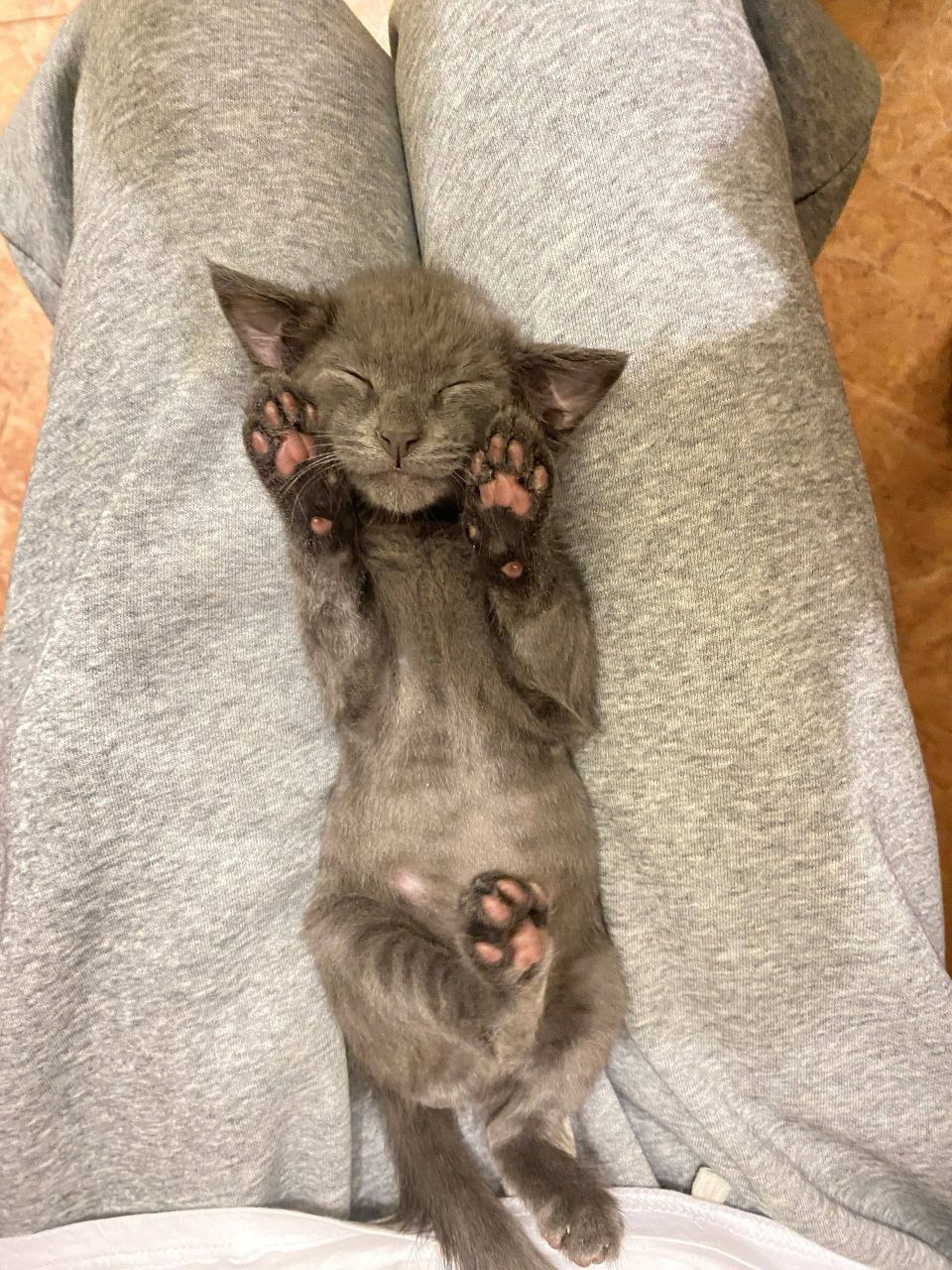 Котёнок Буся - частное объявление в Бийск