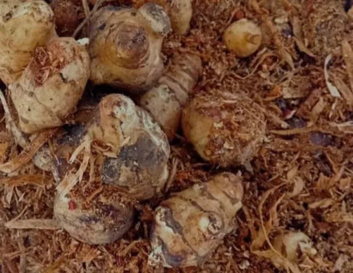 Продам топинамбур - Для дома и дачи в Бийск - фото 3