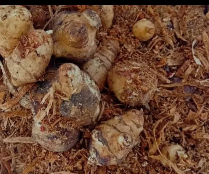 Продам топинамбур - Для дома и дачи в Бийск - фото 6