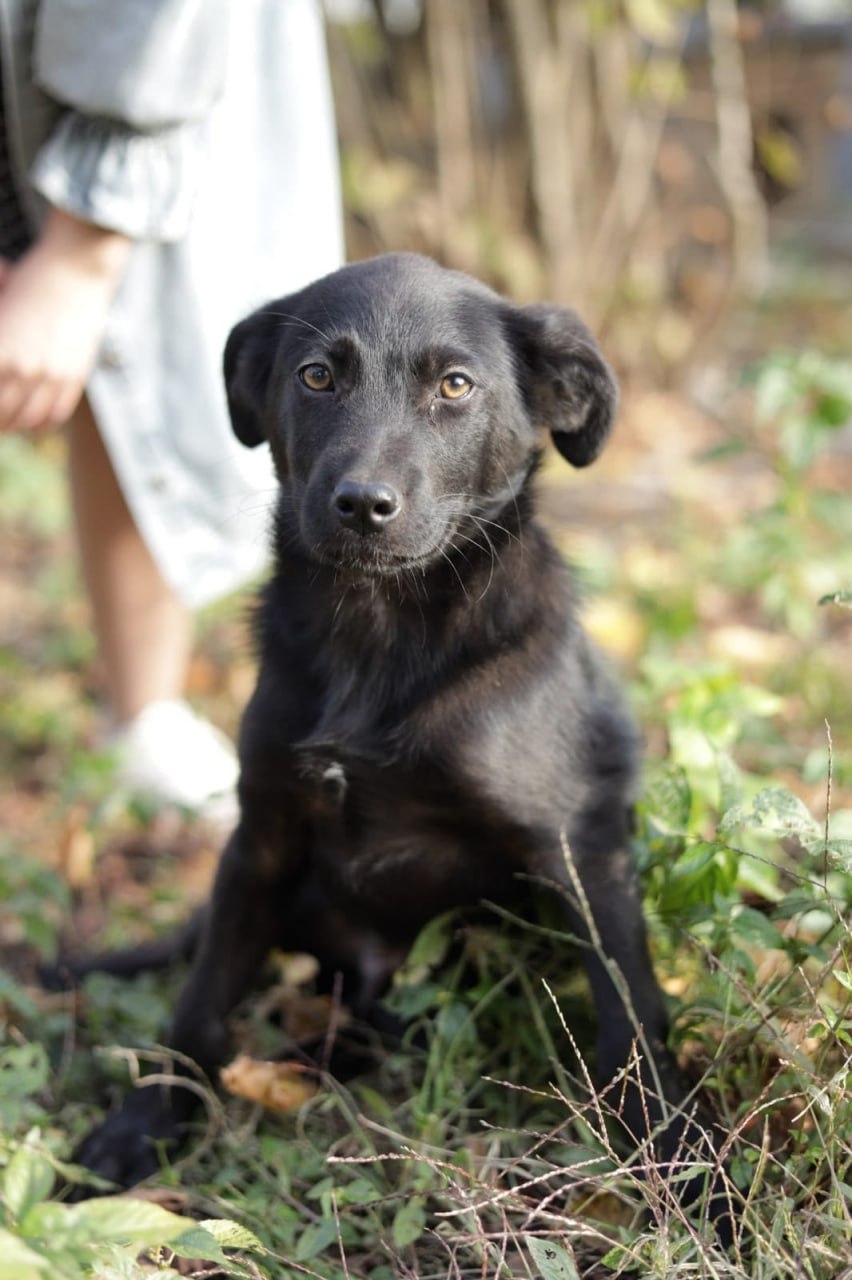 Ищем дом для Тузика - Животные в Краснодар