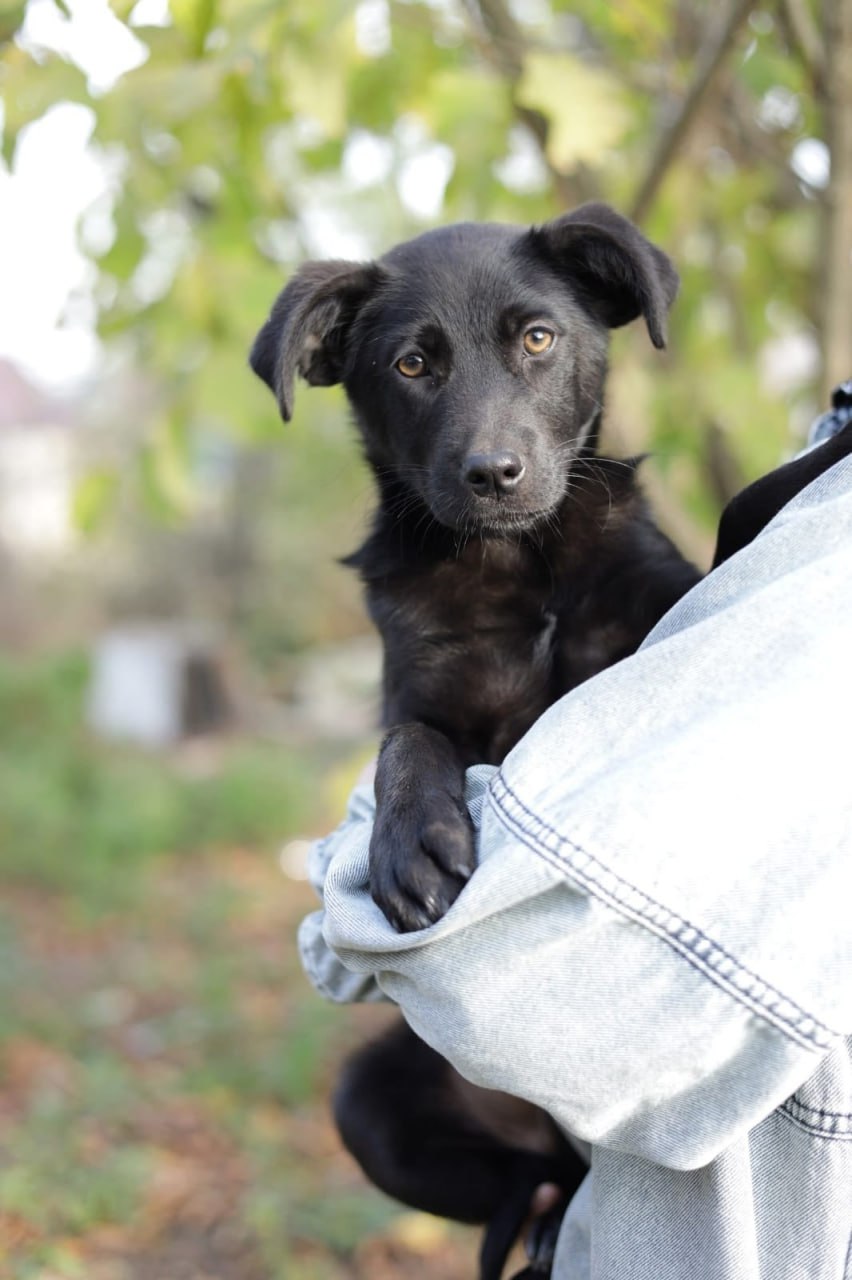 Ищем дом для Тузика - Животные в Краснодар - фото 2