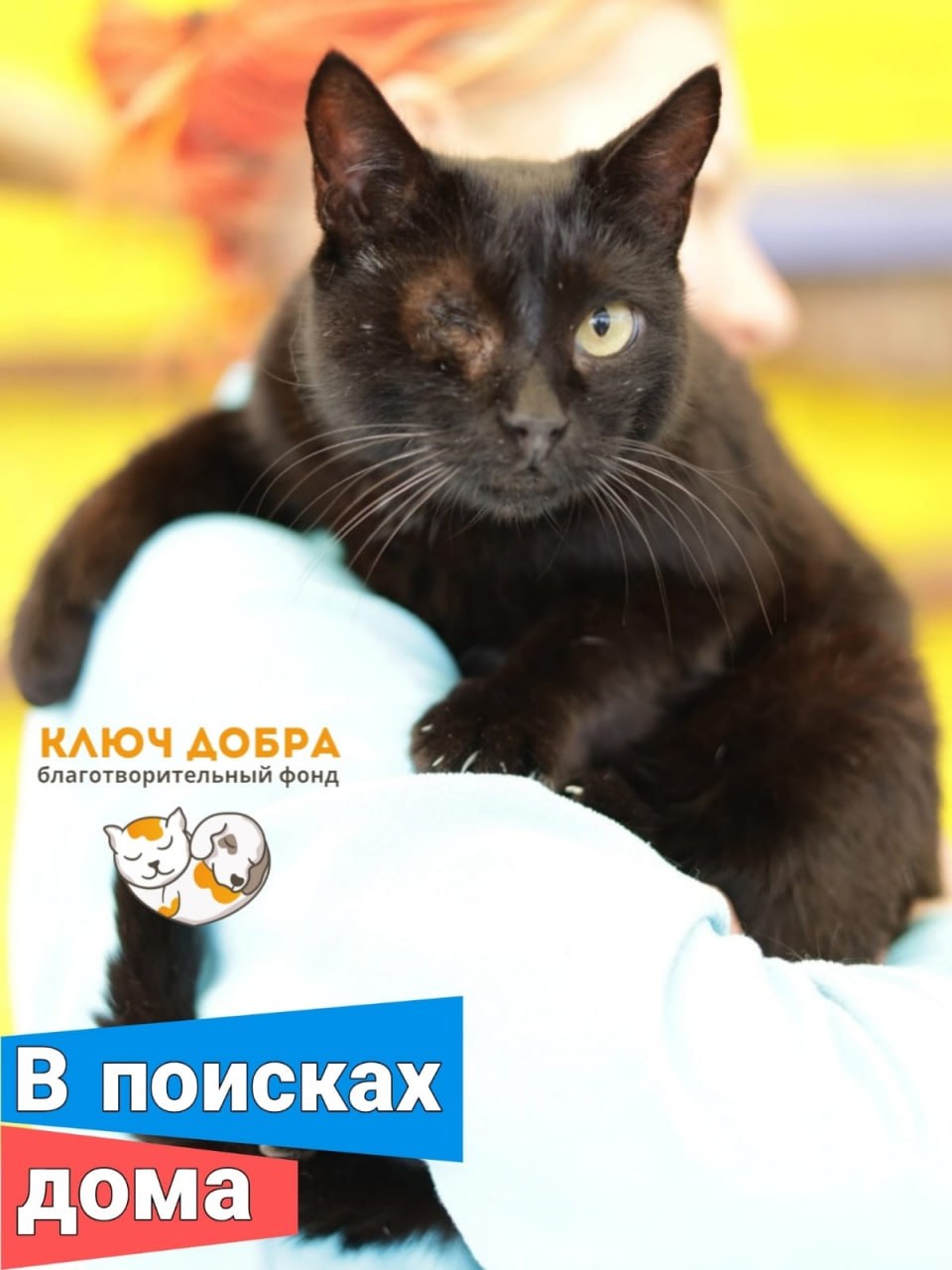 Кошечка Чернуля ищет дом - Животные в Краснодар