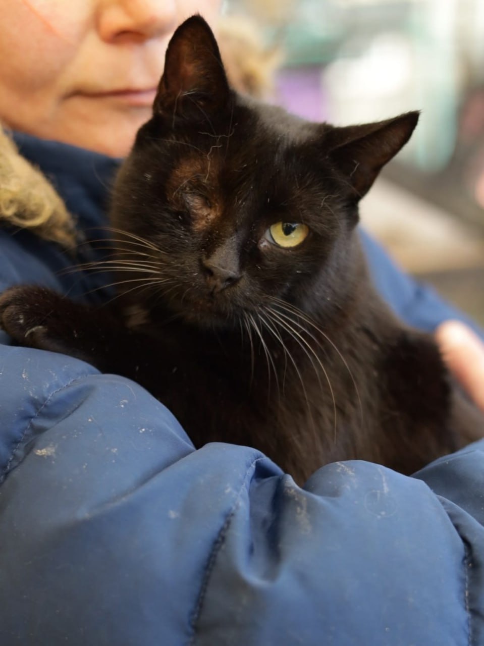 Кошечка Чернуля ищет дом - Животные в Краснодар - фото 2