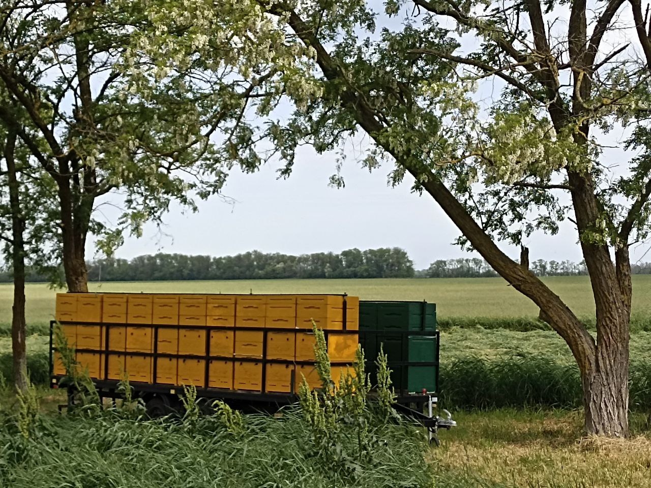 Продаем натуральный мёд урожай 2025г - Хобби и отдых в Краснодар