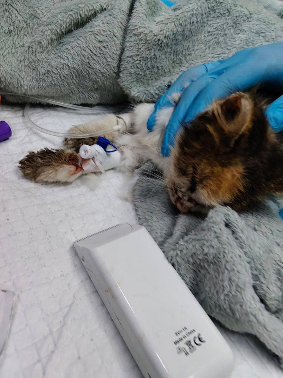 Срочно нужен донор для кошки - Животные в Краснодар