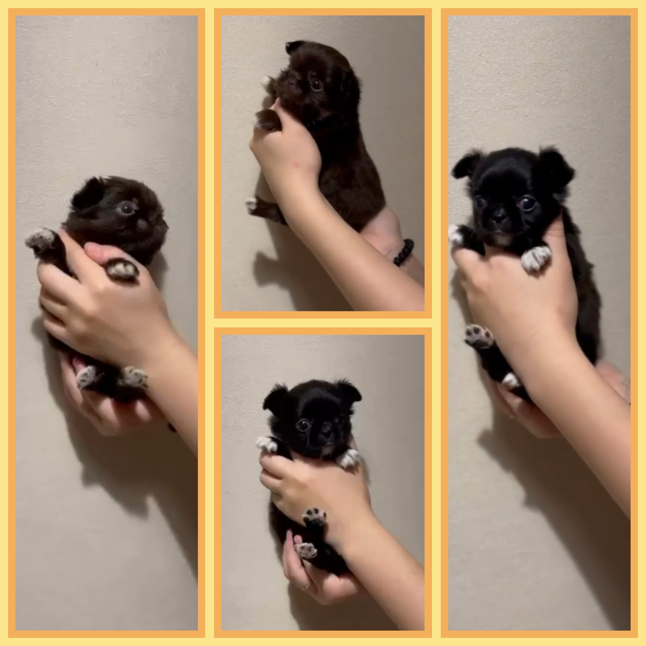 Щенки чихуахуа мальчики - Животные в Мелитополь