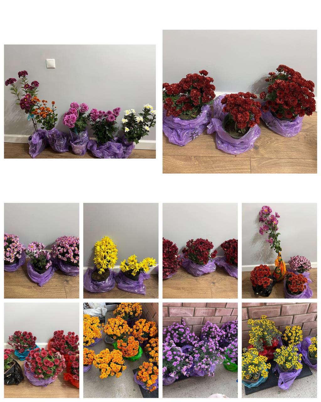 Хризантема в горшках - Хобби и отдых в Краснодар